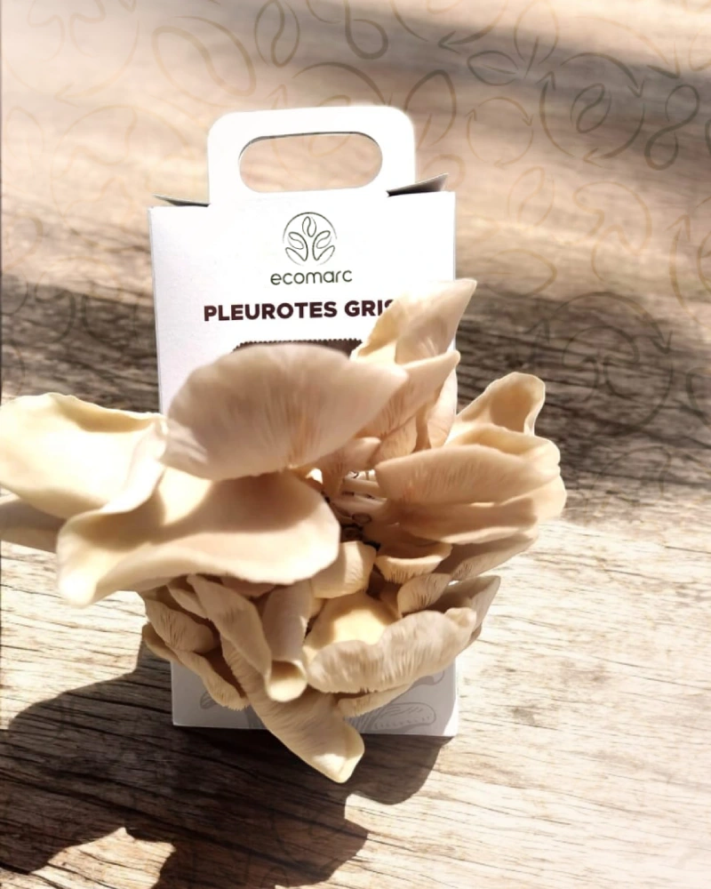 Kit pleurote prêt à pousser